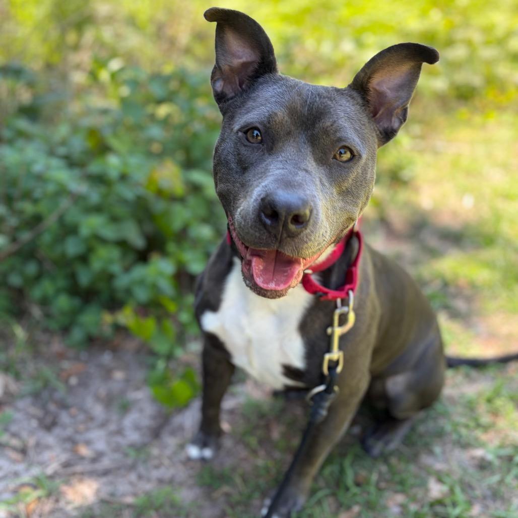 Enlarge Brandi, a Adoptable mixed breed in Titusville, FL image 4/6