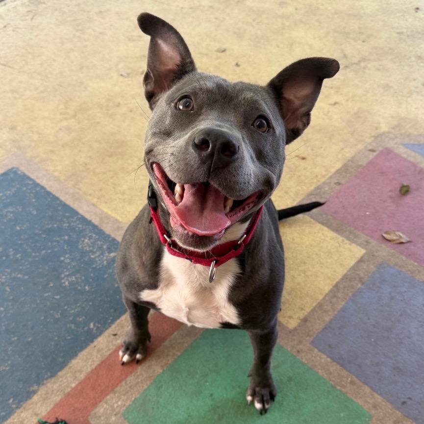 Enlarge Brandi, a Adoptable mixed breed in Titusville, FL image 5/6