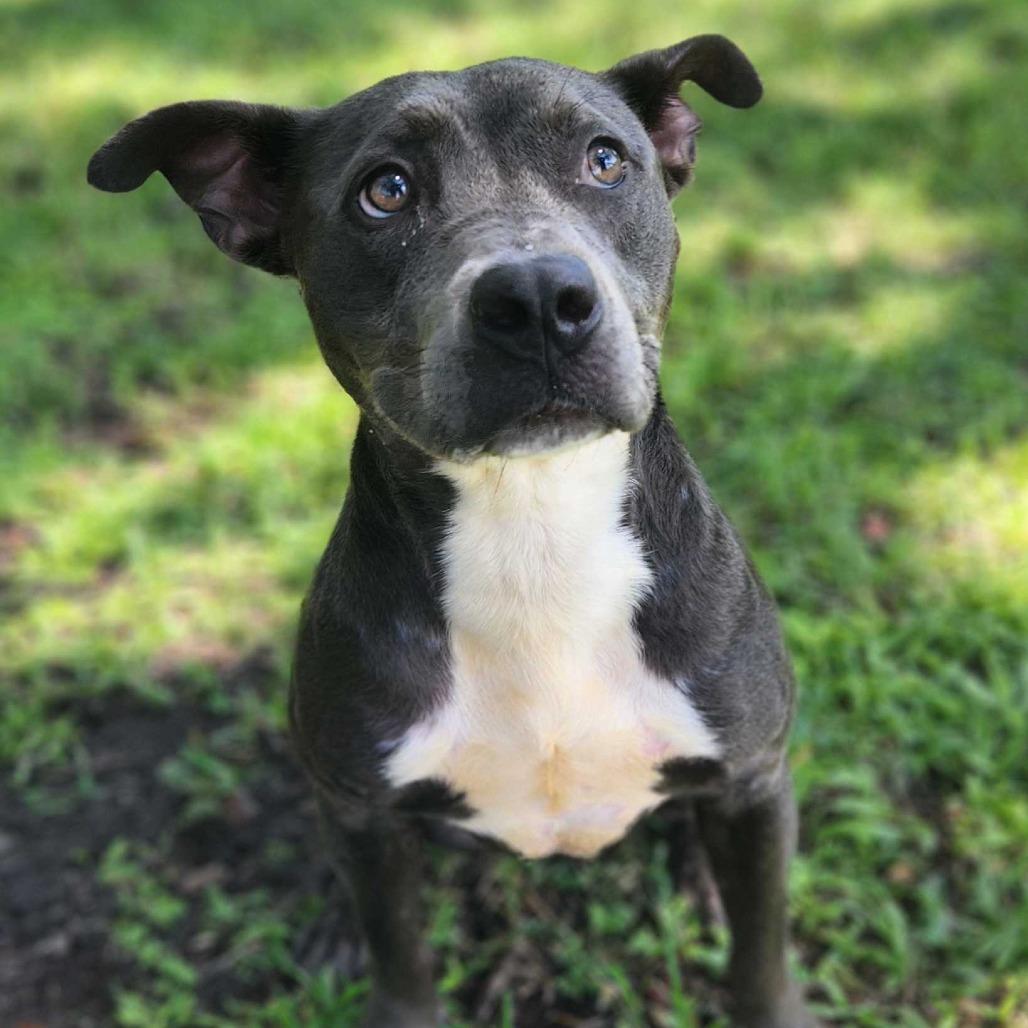 Enlarge Brandi, a Adoptable mixed breed in Titusville, FL image 3/3