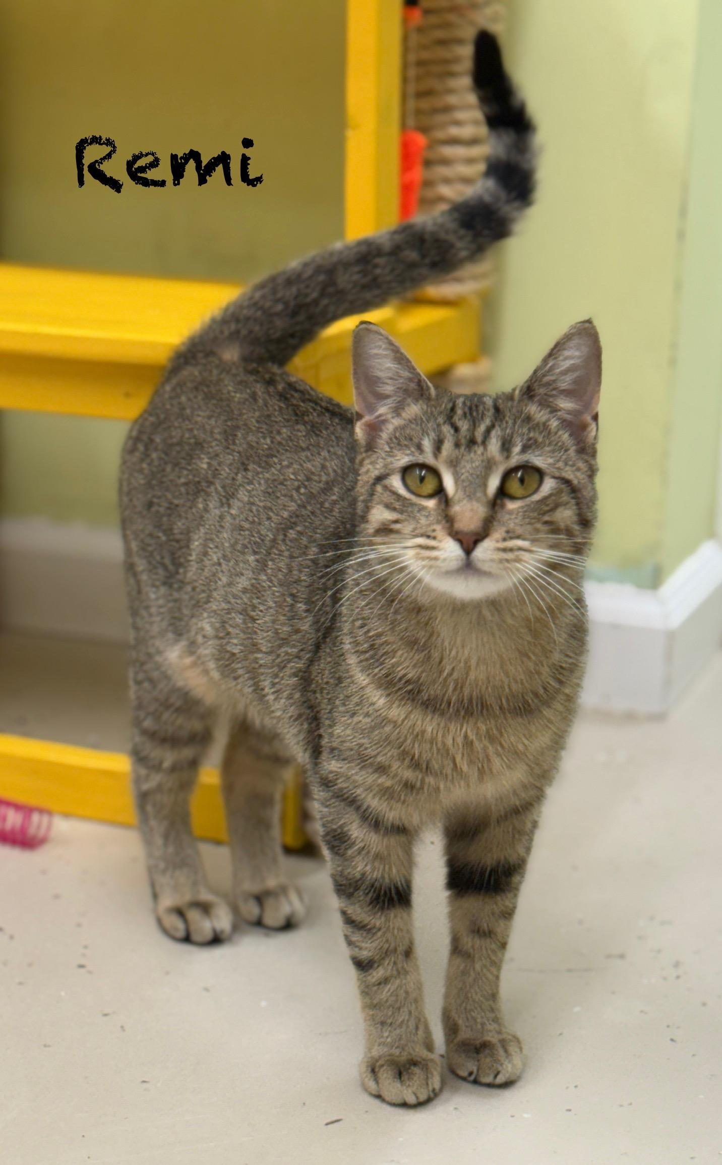 Remi, Adoptable, Young Female Domestic Short Hair.
