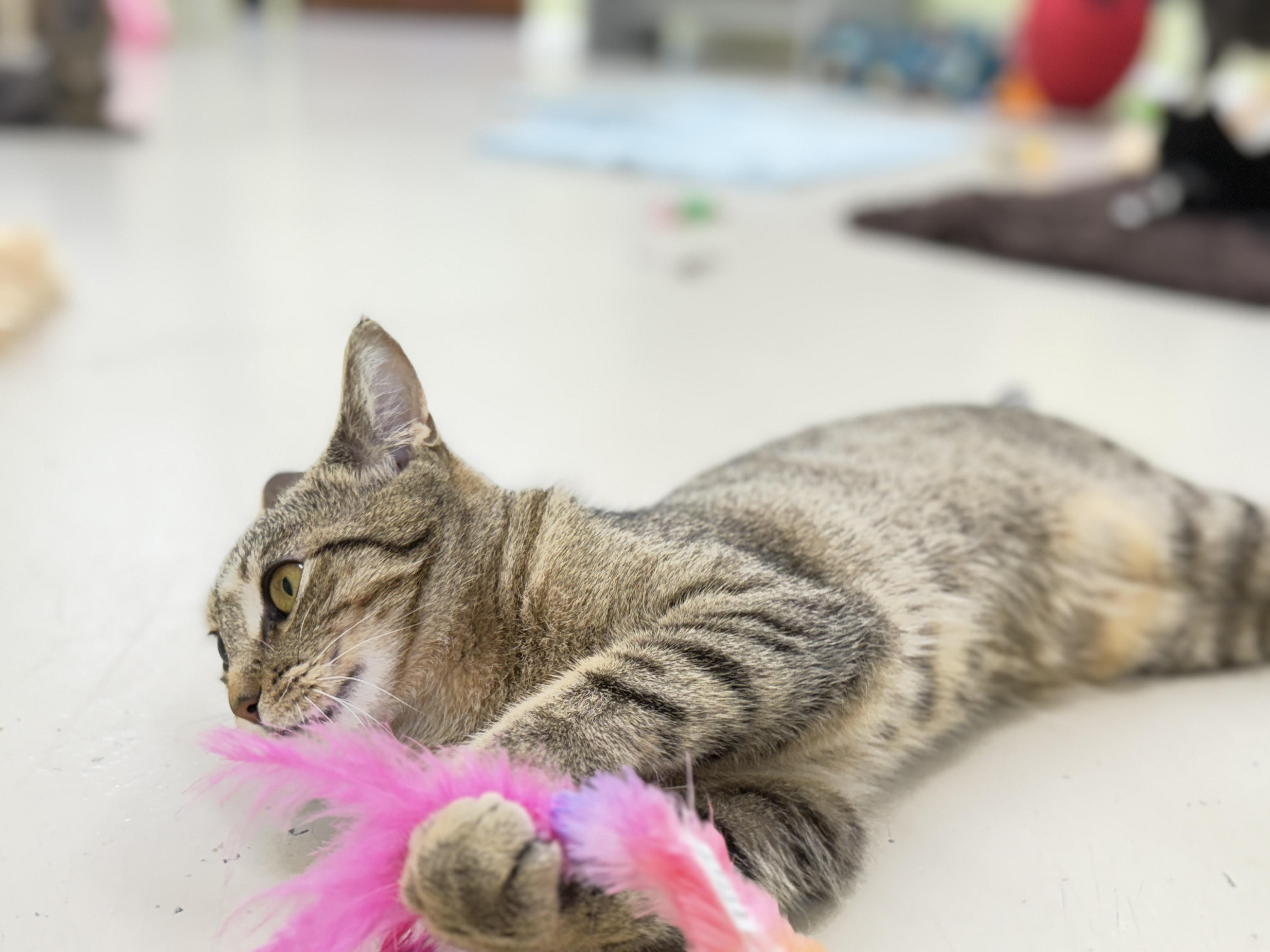 Enlarge Remi, a Adoptable Domestic Short Hair in Pawleys Island, SC image 3/3