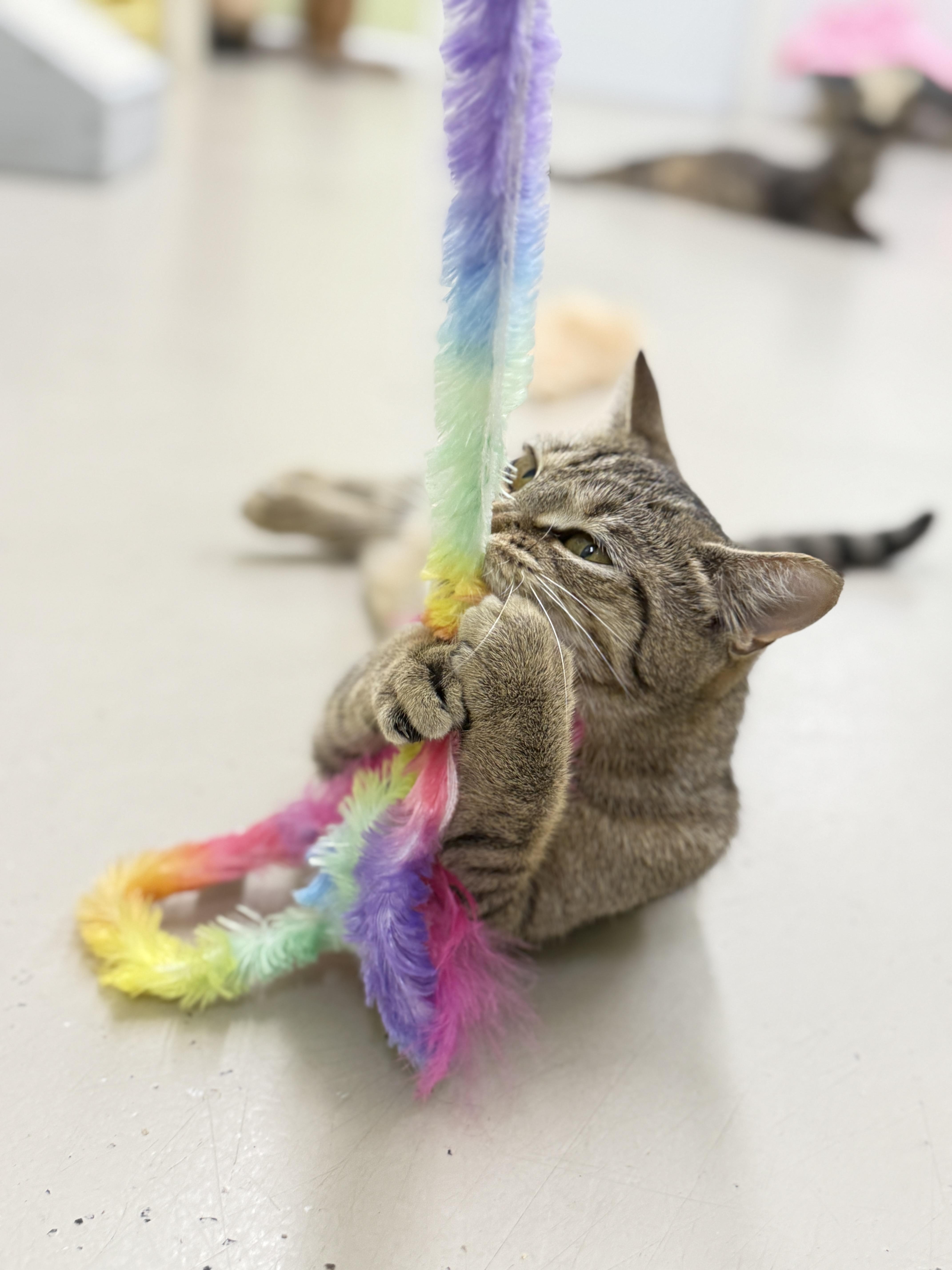 Enlarge Remi, a Adoptable Domestic Short Hair in Pawleys Island, SC image 2/3