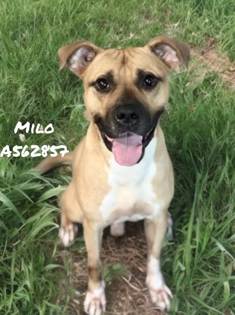 MILO, Adoptable, Young Male Pit Bull Terrier & Mixed Breed.