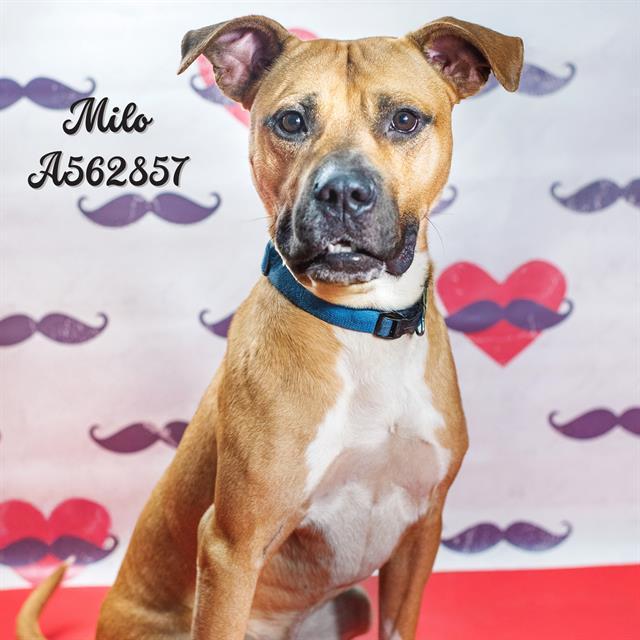 MILO, Adoptable, Young Male Pit Bull Terrier & Mixed Breed.