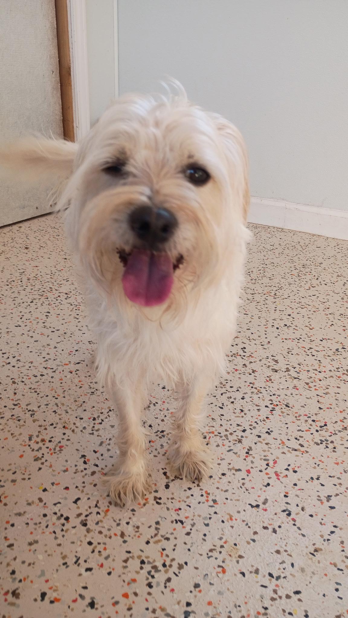 Enlarge Kingston's Next Kingdom, an adopted mixed breed in Wytheville, VA image 2/6