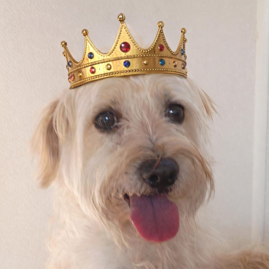 Enlarge Kingston's Next Kingdom, an adopted mixed breed in Wytheville, VA image 1/6