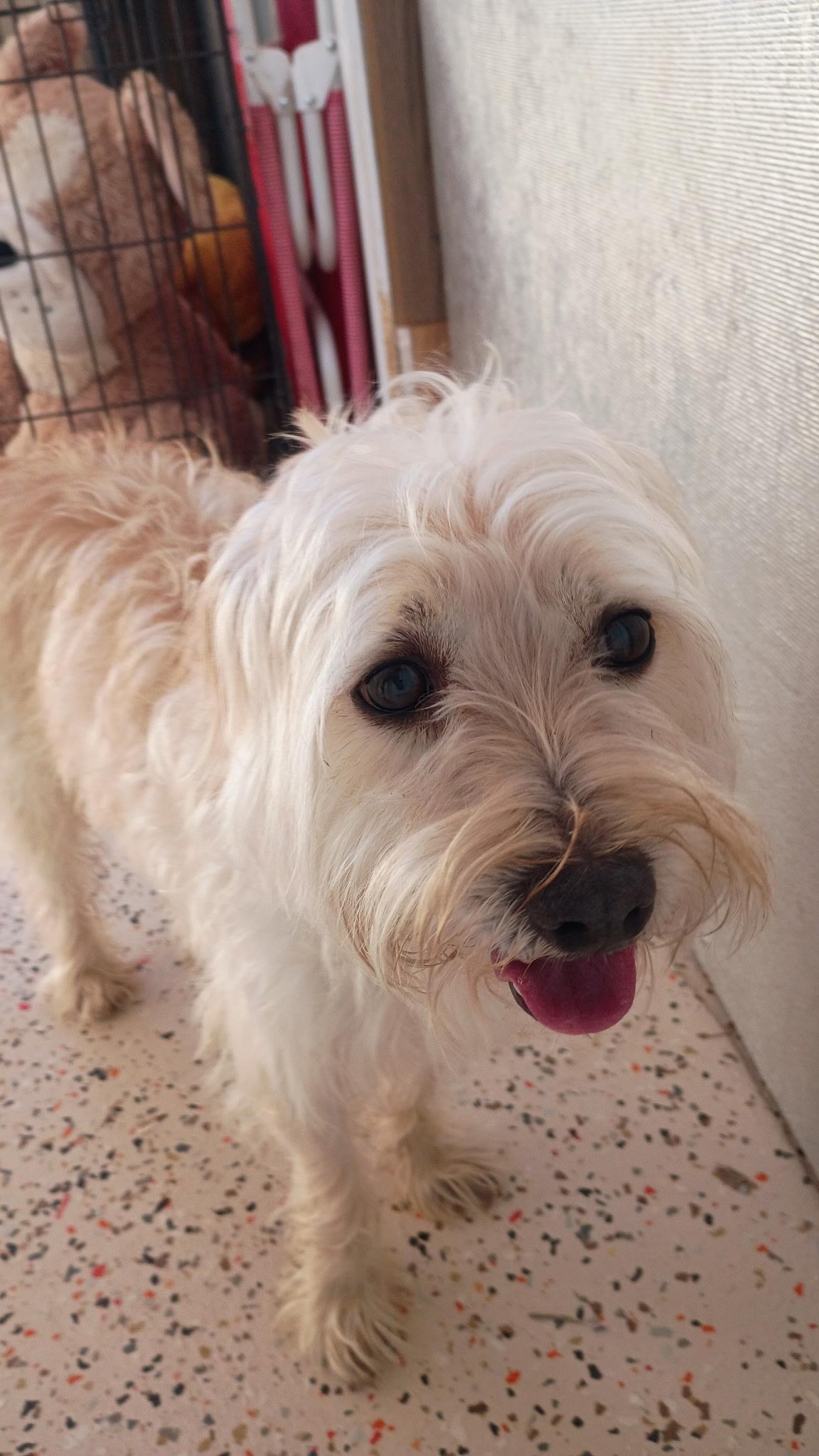 Enlarge Kingston's Next Kingdom, an adopted mixed breed in Wytheville, VA image 3/6