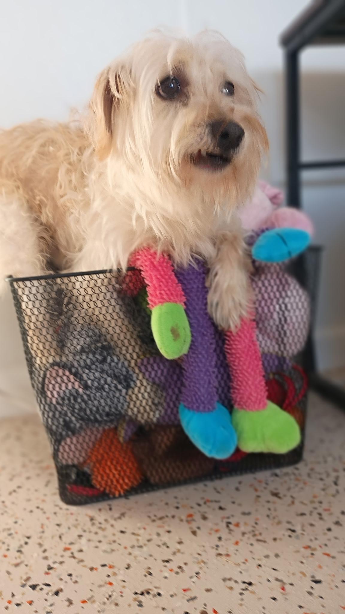 Enlarge Kingston's Next Kingdom, an adopted mixed breed in Wytheville, VA image 4/6