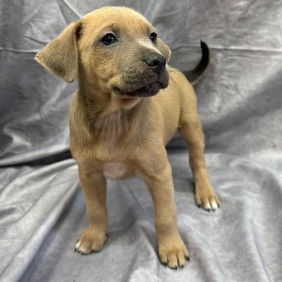 Enlarge Mia, a Adoptable Terrier in Lauderhill, FL image 2/2