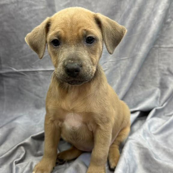 Enlarge Mia, a Adoptable Terrier in Lauderhill, FL image 1/2
