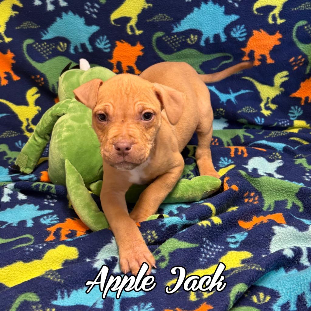 Apple Jack, Adoptable, Puppy Male Pit Bull Terrier & Mixed Breed.