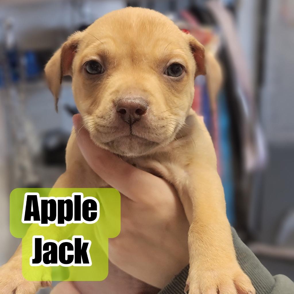Apple Jack, a Adoptable mixed breed in Hillsboro, OH image 2/2