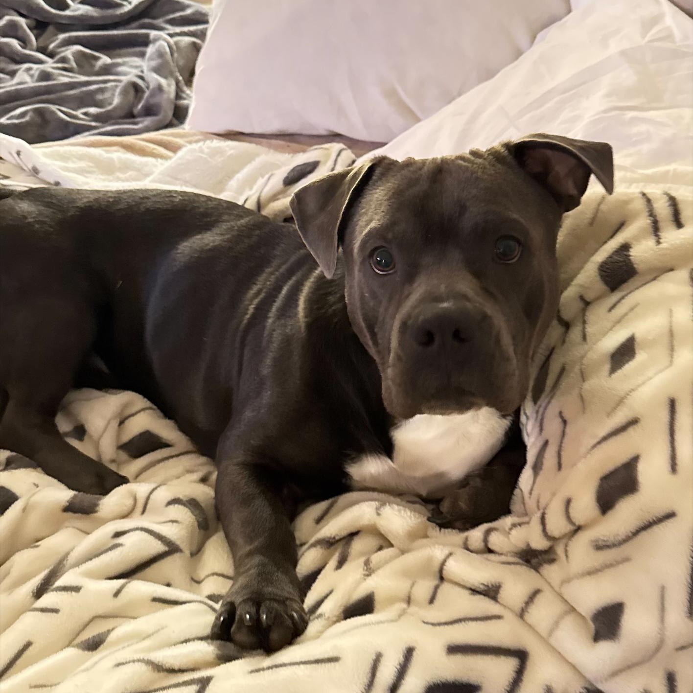 Enlarge Tank, a Adoptable American Bully in Pasco, WA image 3/4