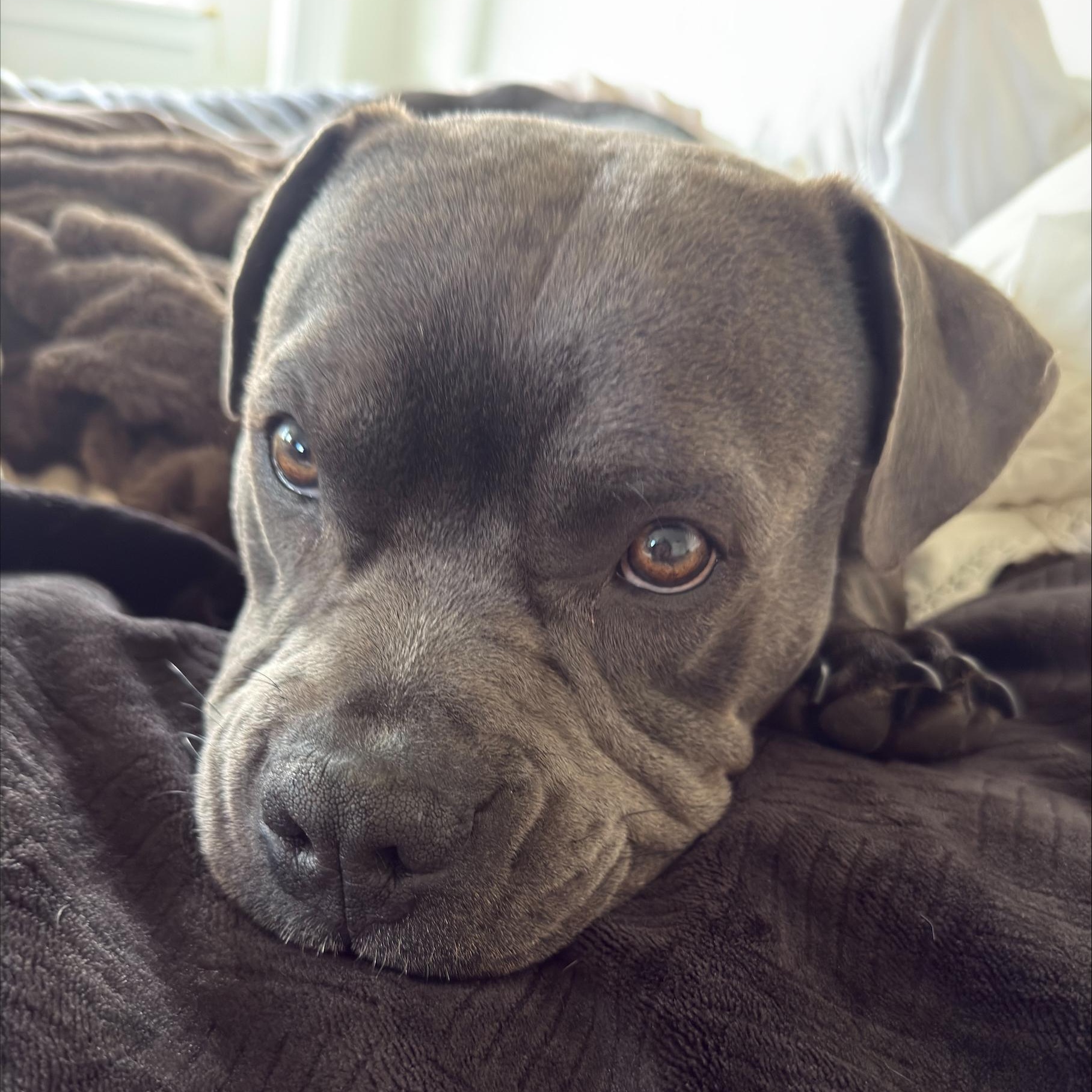 Enlarge Tank, a Adoptable American Bully in Pasco, WA image 2/4