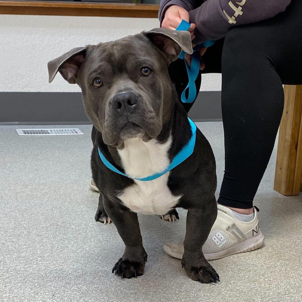 Tank, Adoptable, Young Male American Bully.