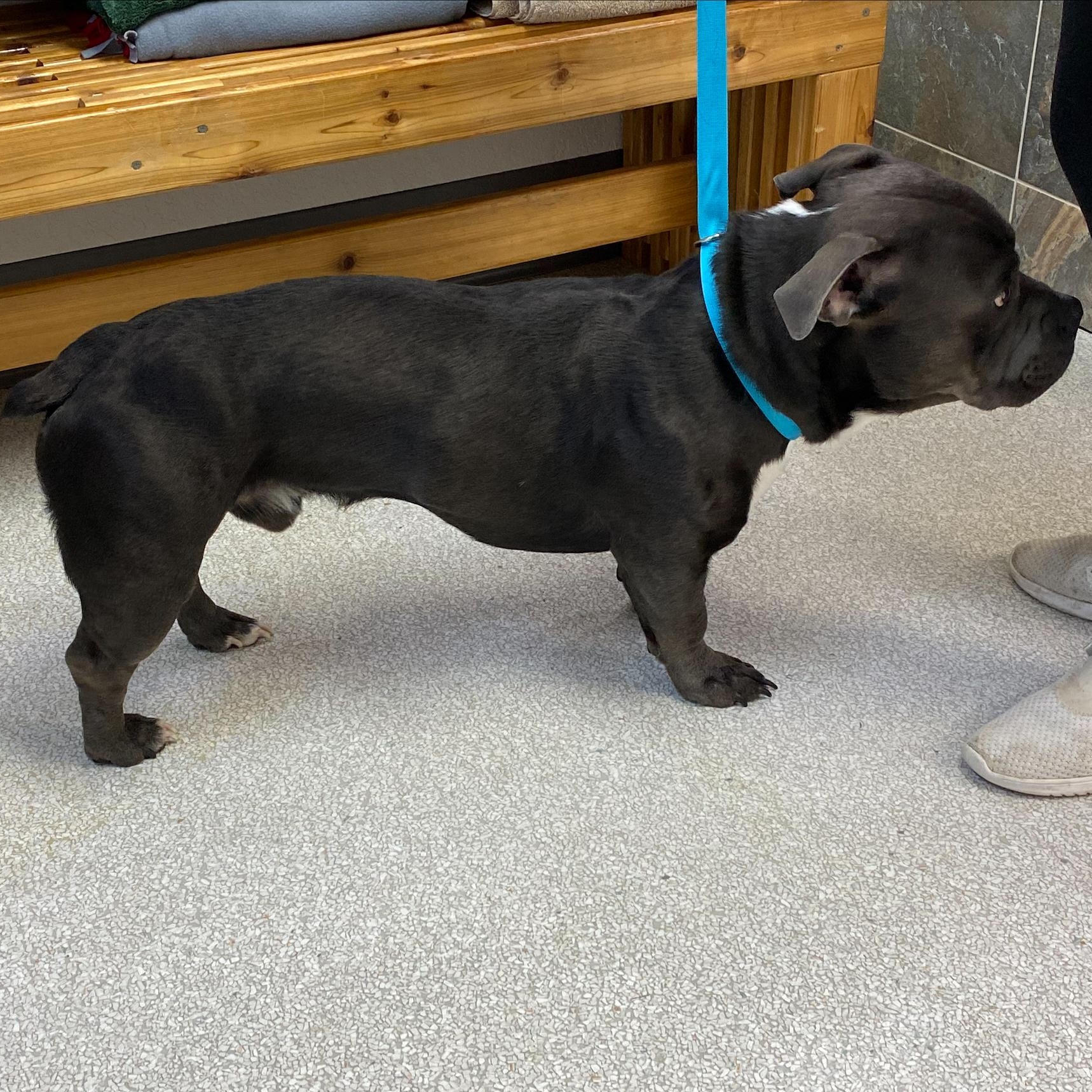 Enlarge Tank, a Adoptable American Bully in Pasco, WA image 4/4