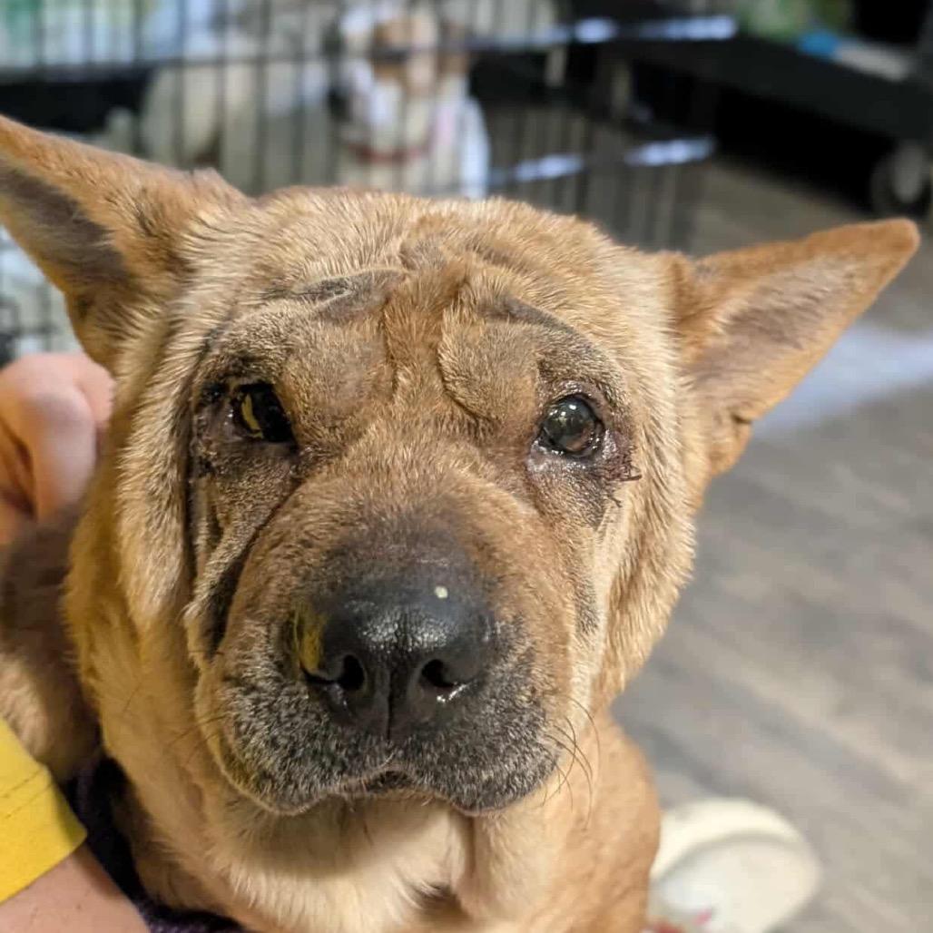 Enlarge Ivy, a Adoptable Mixed Breed in Fredericksburg, VA image 1/4