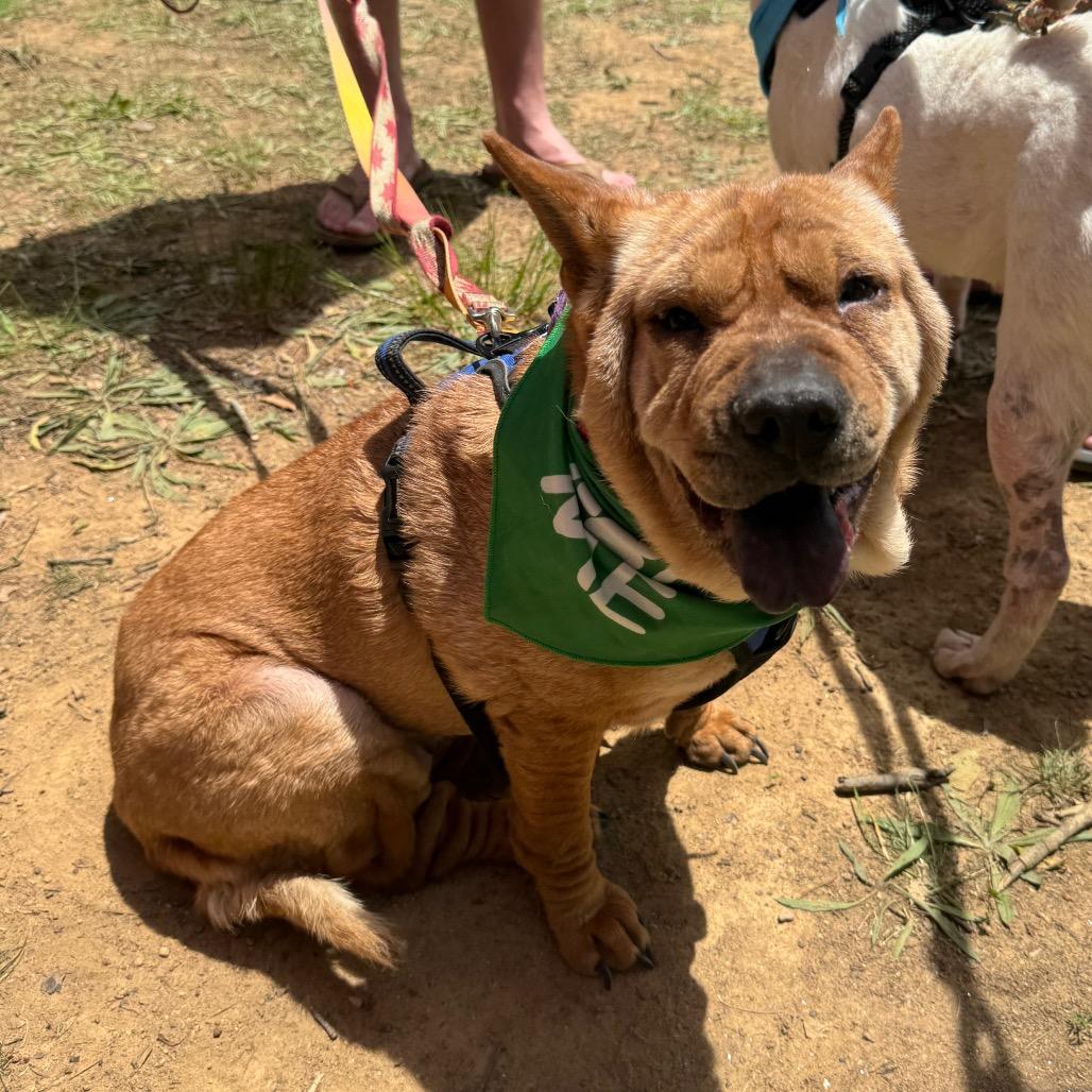 Ivy, Adoptable, Adult Female Mixed Breed.