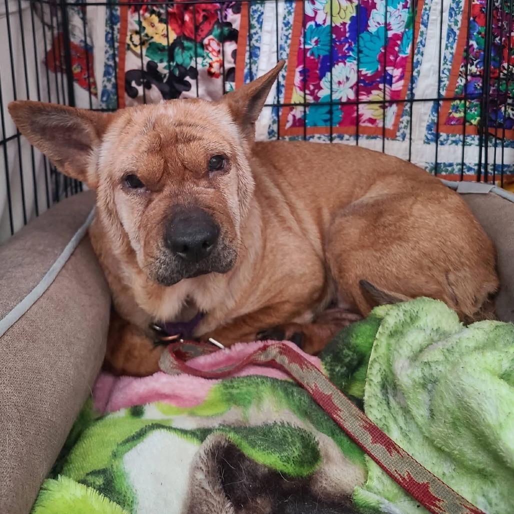 Enlarge Ivy, a Adoptable Mixed Breed in Fredericksburg, VA image 2/4