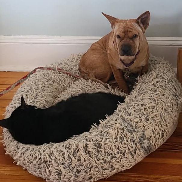 Enlarge Ivy, a Adoptable Mixed Breed in Fredericksburg, VA image 3/4