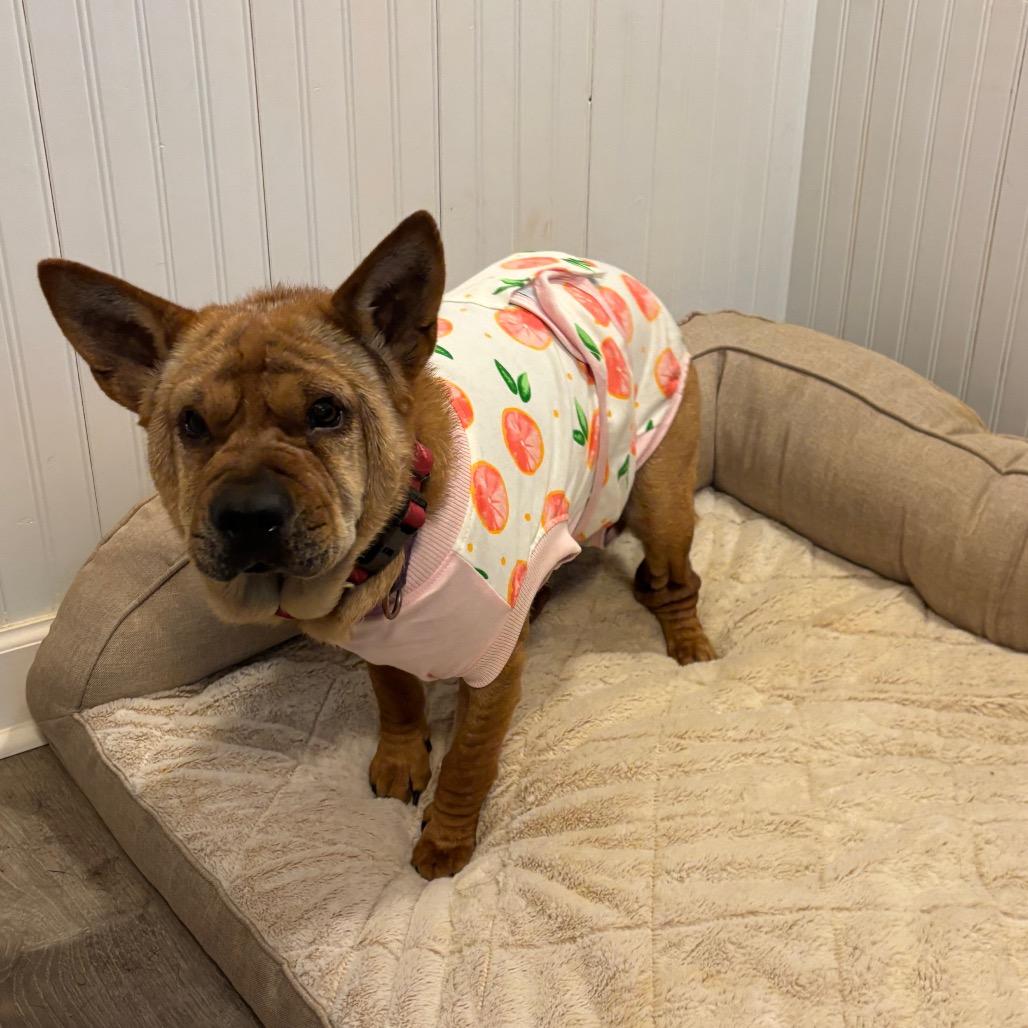 Enlarge Ivy, a Adoptable Mixed Breed in Fredericksburg, VA image 3/5