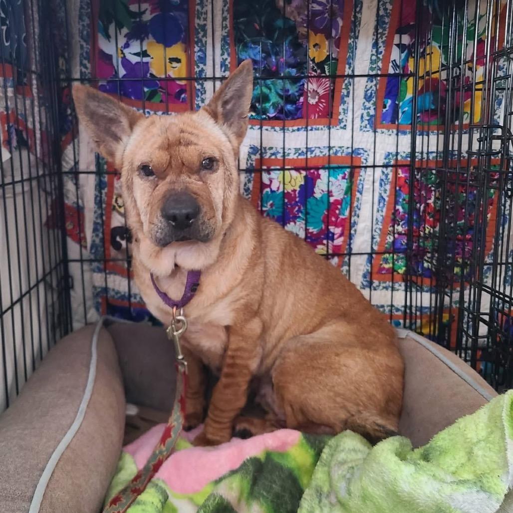 Enlarge Ivy, a Adoptable Mixed Breed in Fredericksburg, VA image 4/4