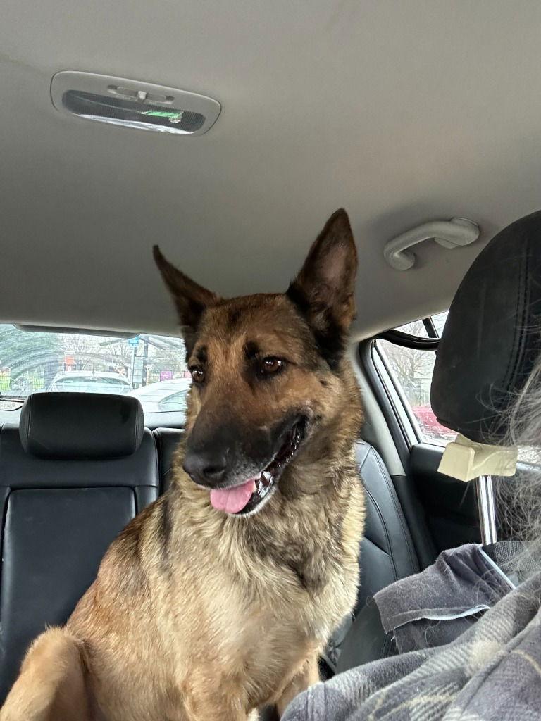 Sheila, Adoptable, Adult Female German Shepherd Dog.