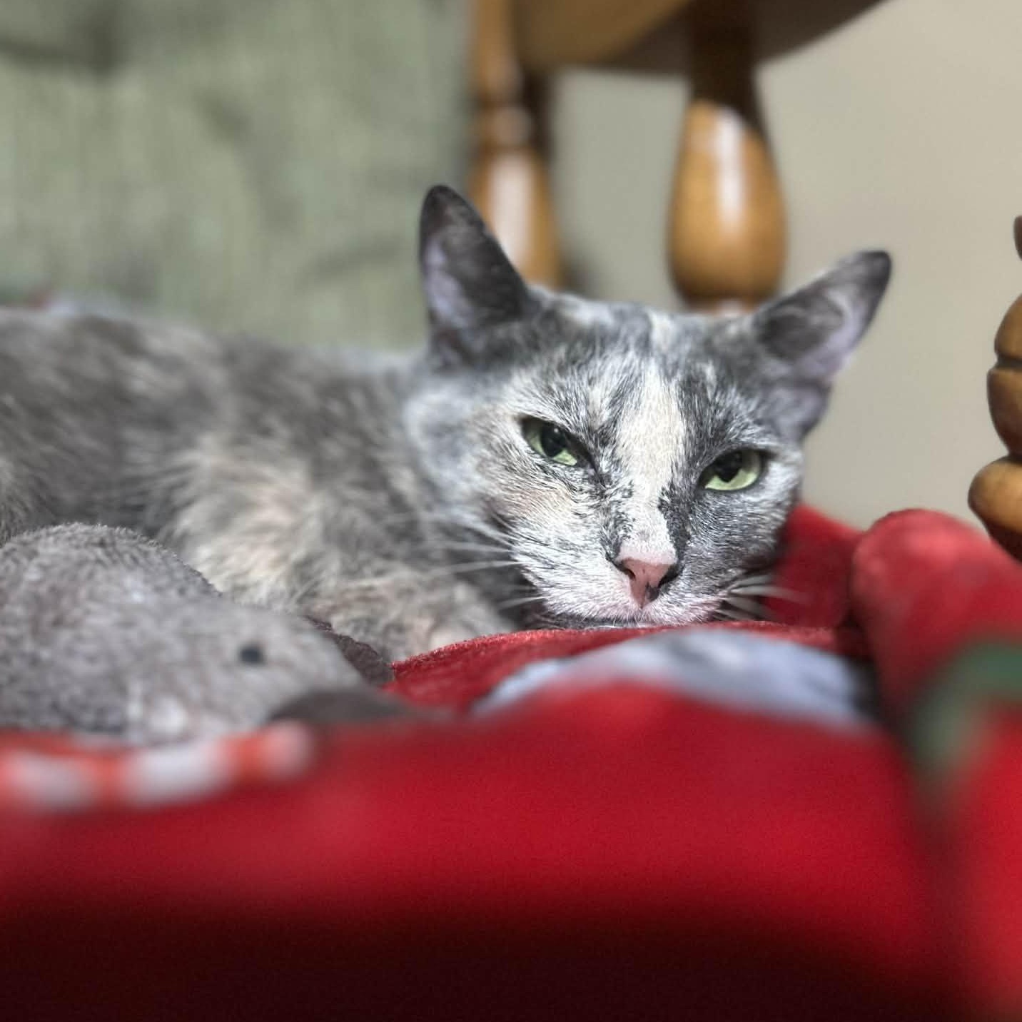 Enlarge Fig, a ADOPTABLE mixed breed in West Richland, WA image 1/4