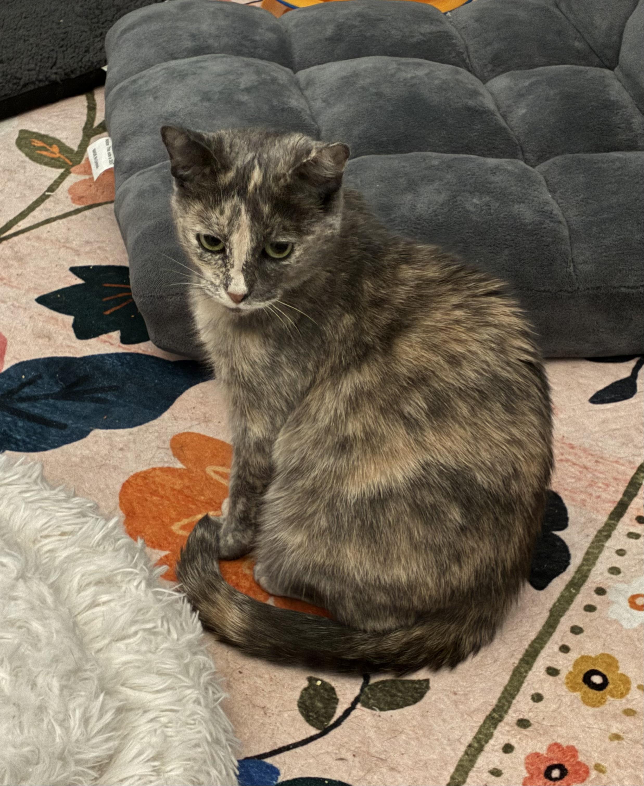 Fig, Adoptable, Adult Female Domestic Short Hair.