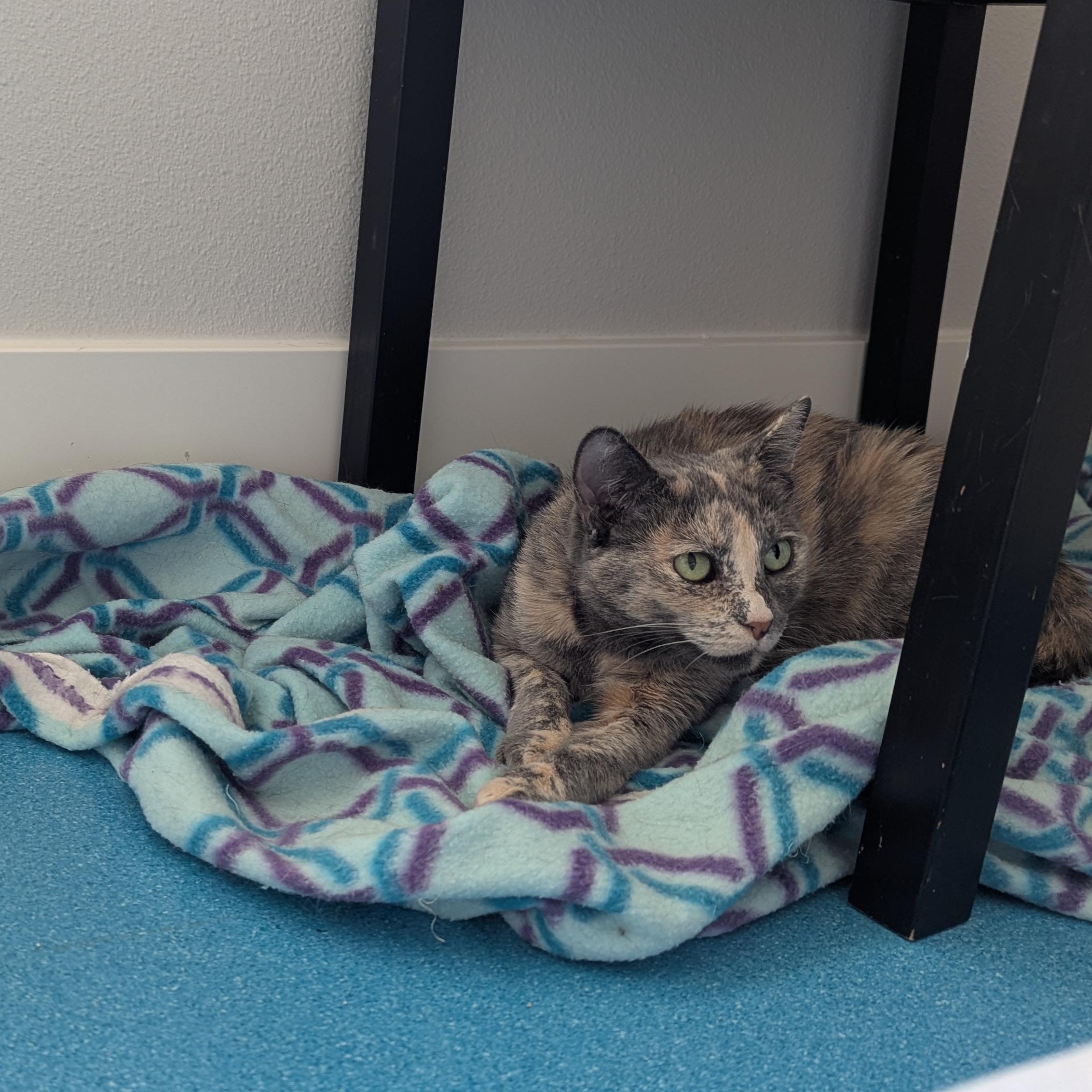 Fig, a ADOPTABLE mixed breed in West Richland, WA image 6/6