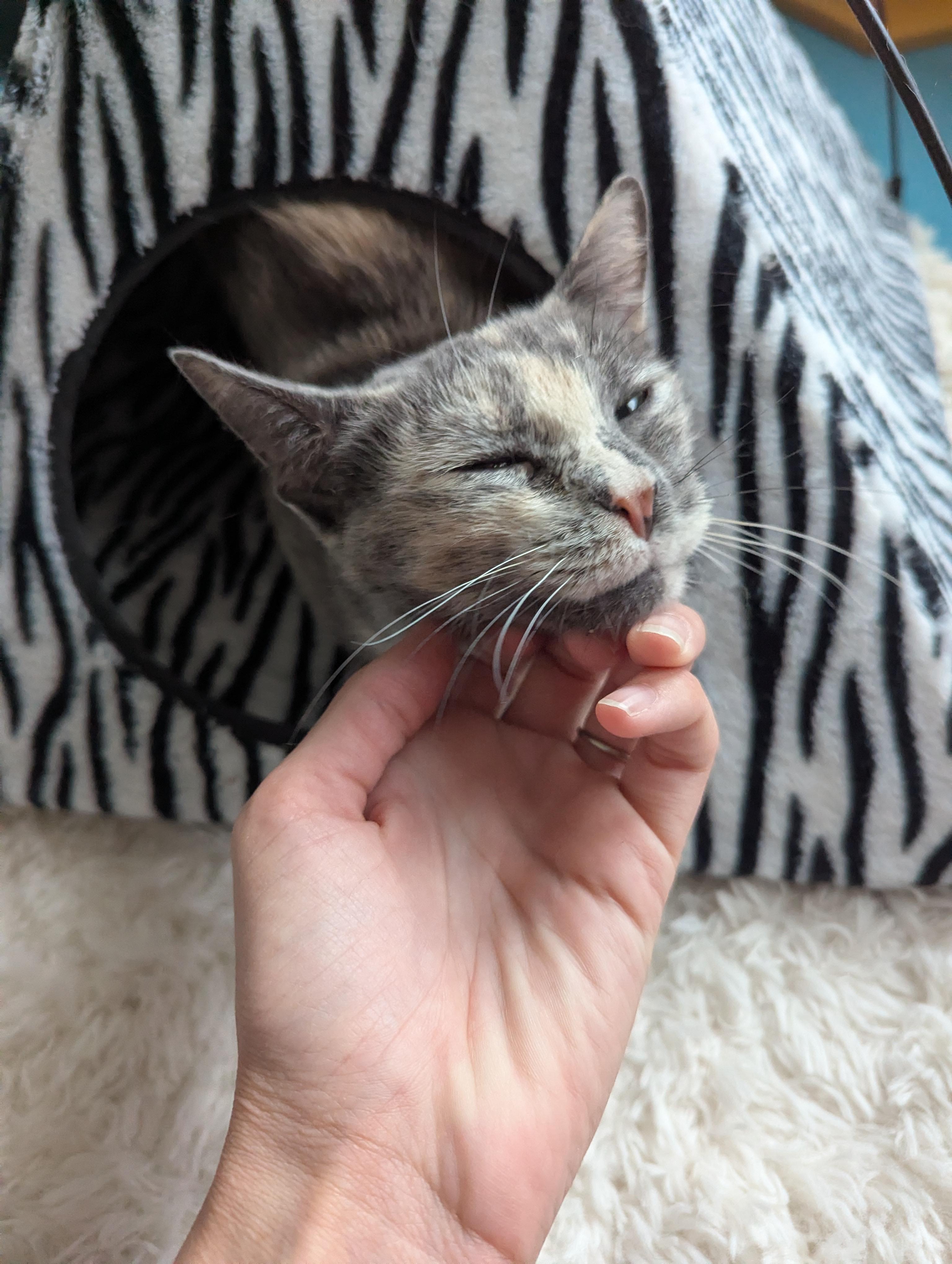 Fig, ADOPTABLE, Adult Female Domestic Short Hair.
