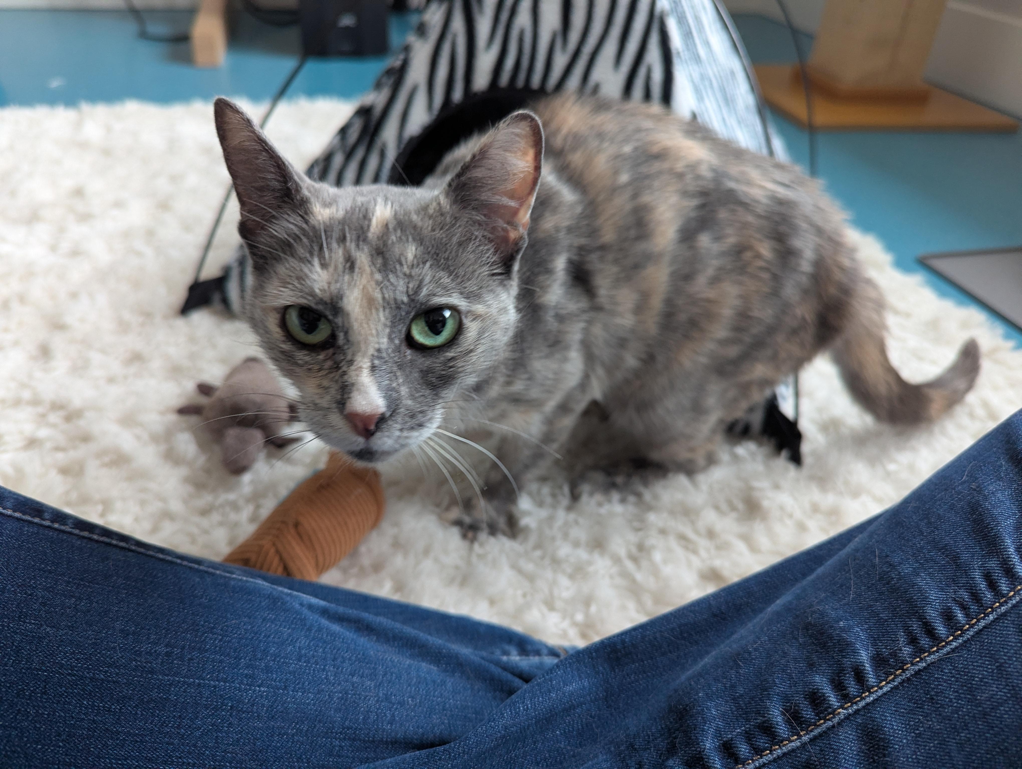 Enlarge Fig, a ADOPTABLE mixed breed in West Richland, WA image 4/6