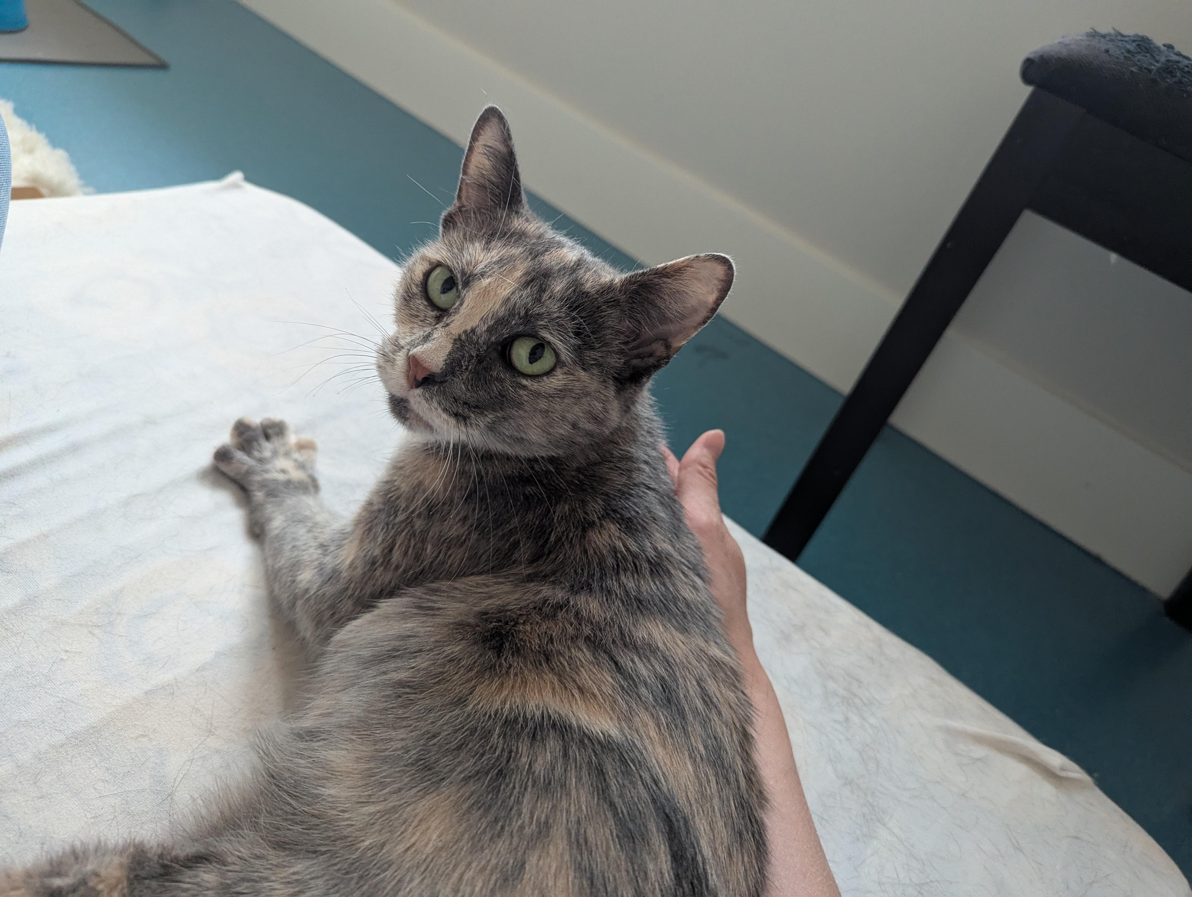 Enlarge Fig, a Adoptable mixed breed in West Richland, WA image 1/6