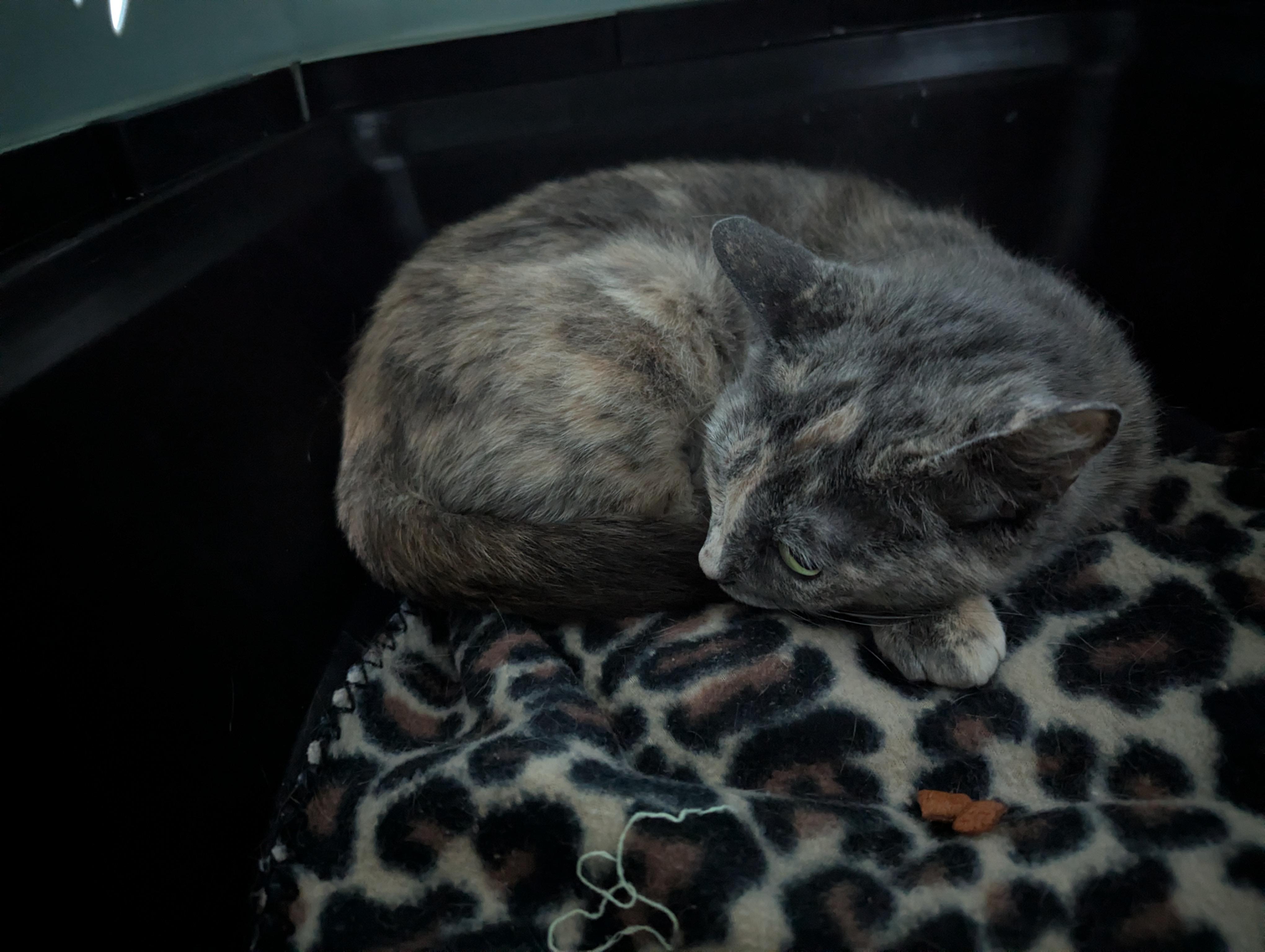 Enlarge Fig, a ADOPTABLE mixed breed in West Richland, WA image 4/4