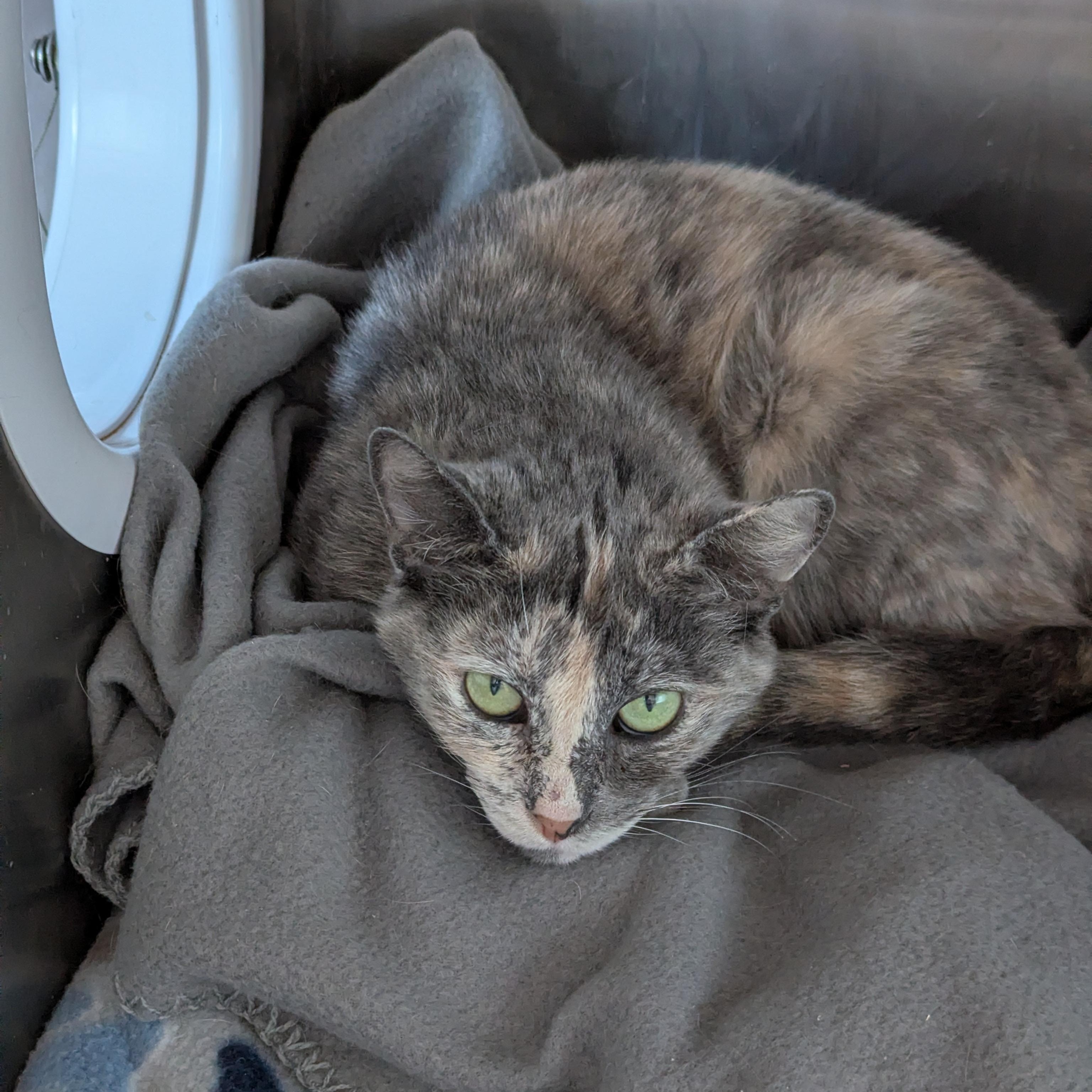 Enlarge Fig, a ADOPTABLE mixed breed in West Richland, WA image 3/4