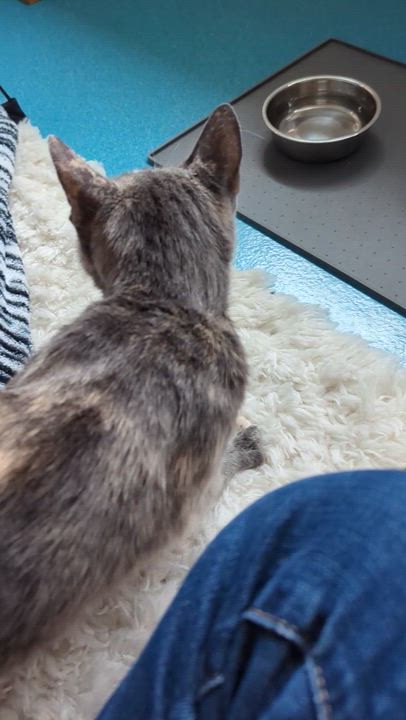 Enlarge Fig, a ADOPTABLE mixed breed in West Richland, WA video 6/6