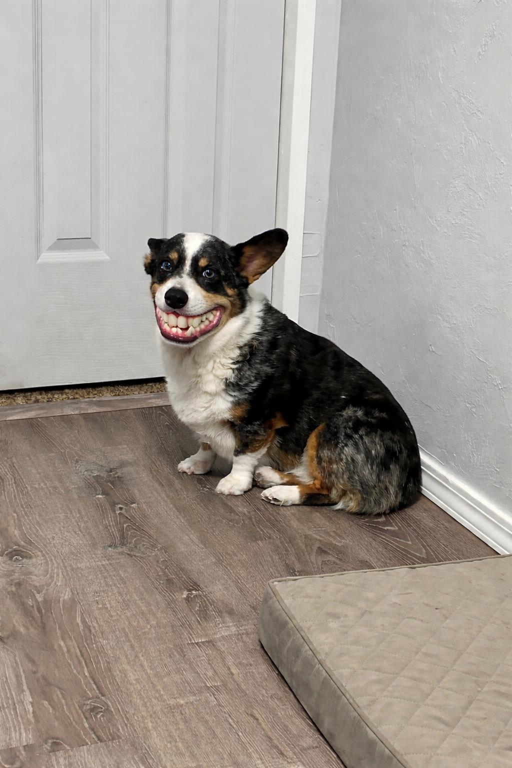 Enlarge Stella, a ADOPTABLE Corgi in Mcloud, OK image 3/3