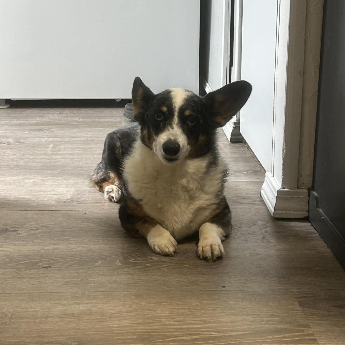 Enlarge Stella, a ADOPTABLE Corgi in Mcloud, OK image 2/3