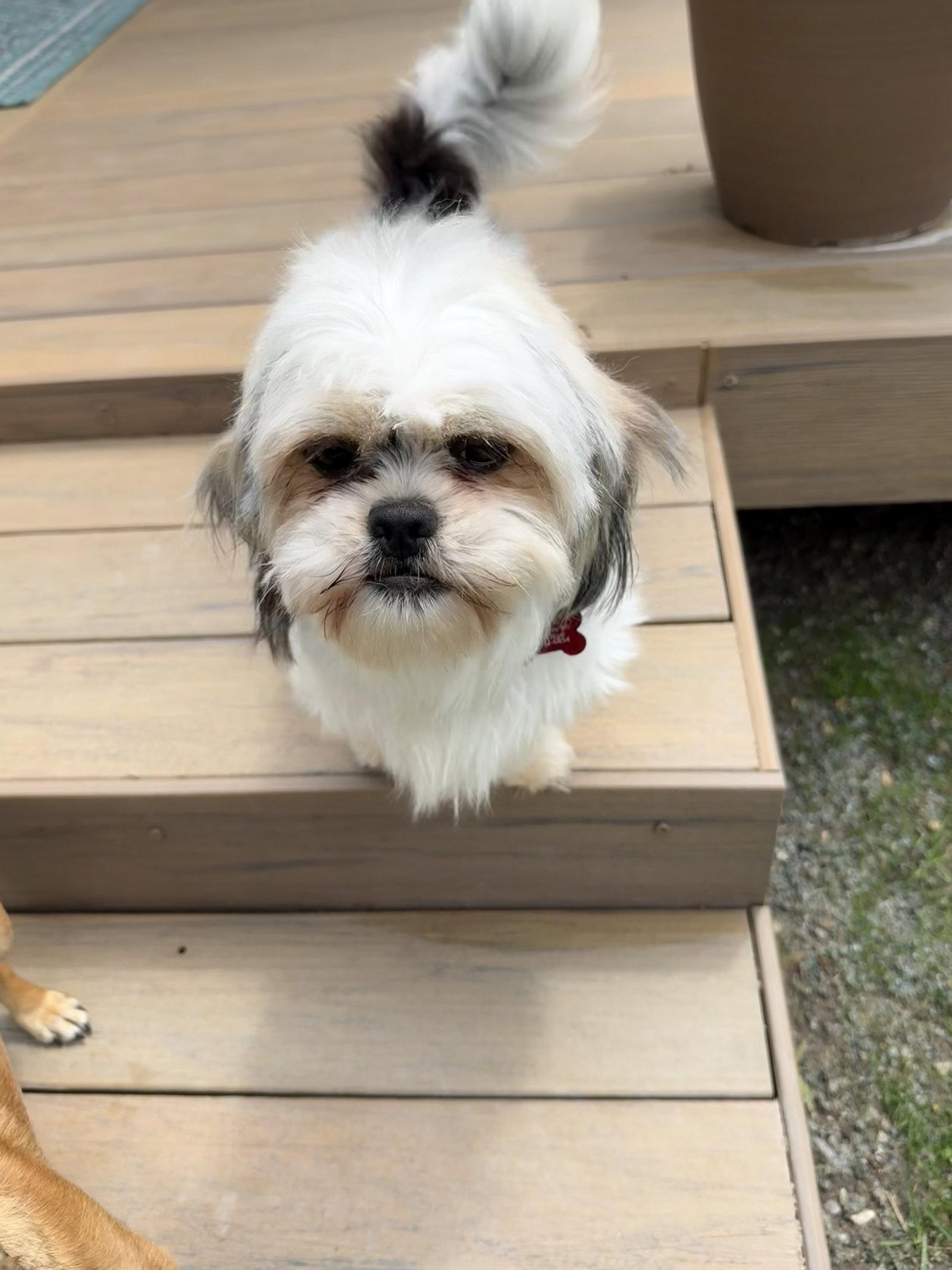 Joey - ADOPTION IN PROCESS, Adoptable, Adult Male Shih Tzu & Terrier.