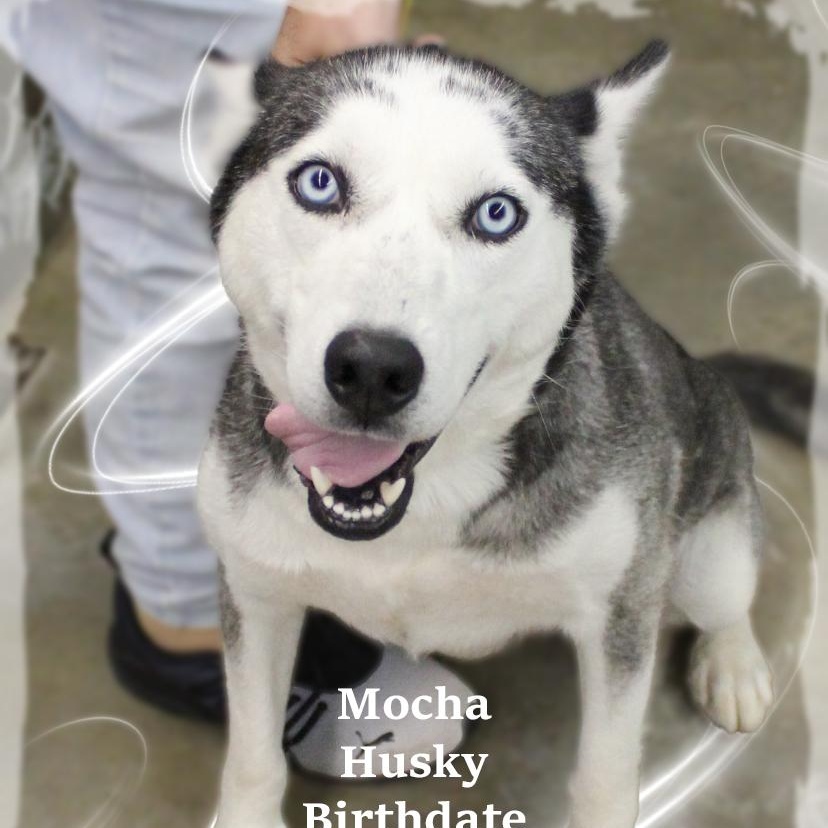 Mocha, Adoptable, Adult Female Siberian Husky.
