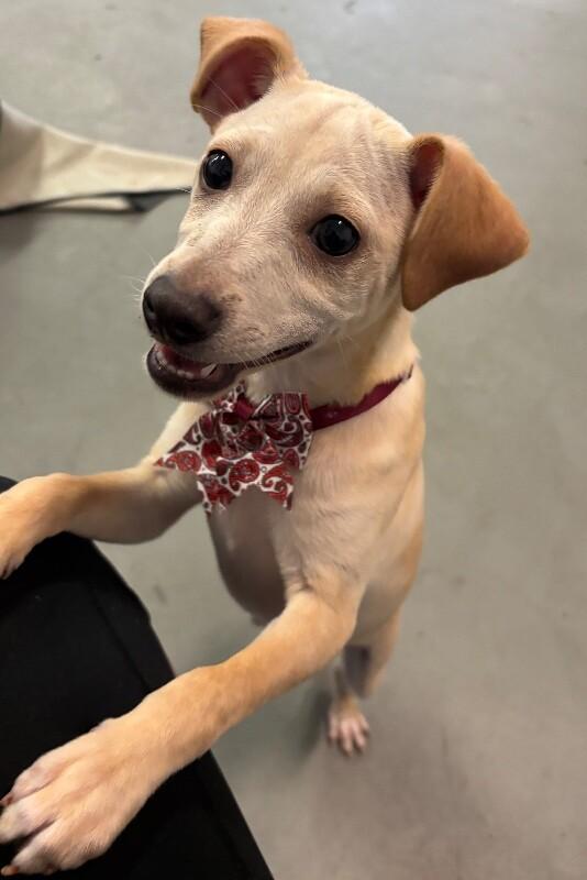 Enlarge Saint, a Adoptable mixed breed in Van Nuys, CA image 1/6