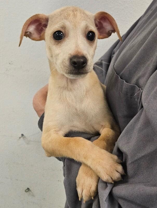 Enlarge Saint, a Adoptable mixed breed in Van Nuys, CA image 2/6