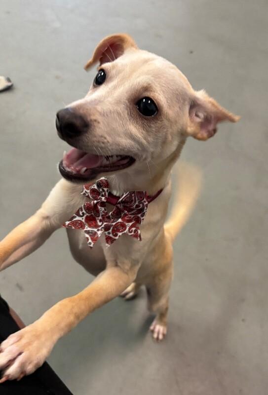 Enlarge Saint, a Adoptable mixed breed in Van Nuys, CA image 3/6