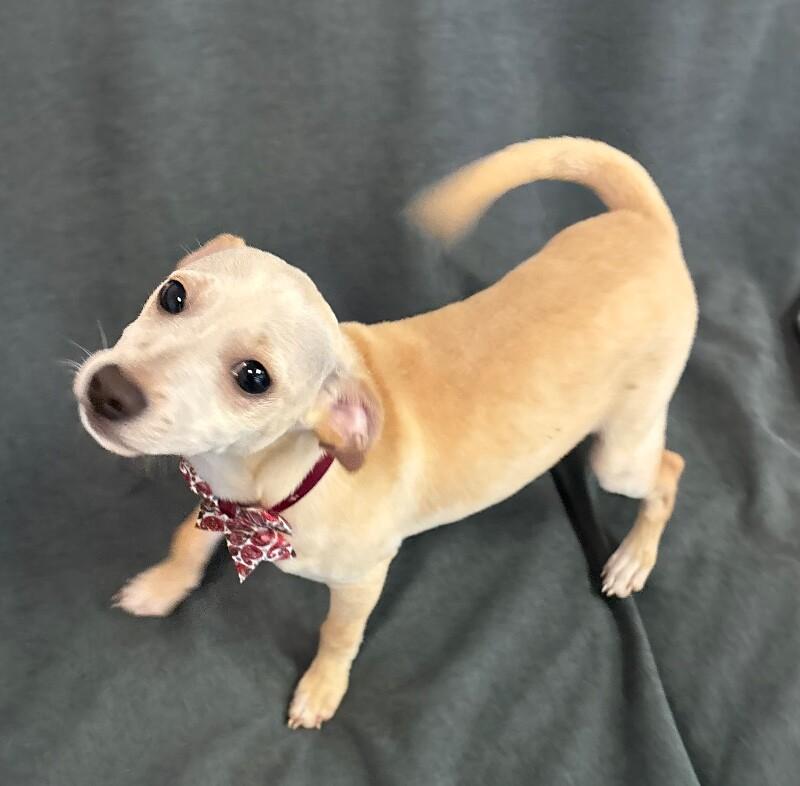 Enlarge Saint, a Adoptable mixed breed in Van Nuys, CA image 4/6