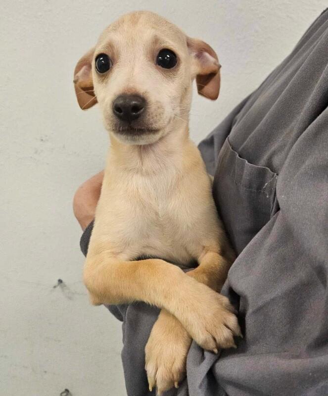 Enlarge Saint, a Adoptable mixed breed in Van Nuys, CA image 5/6