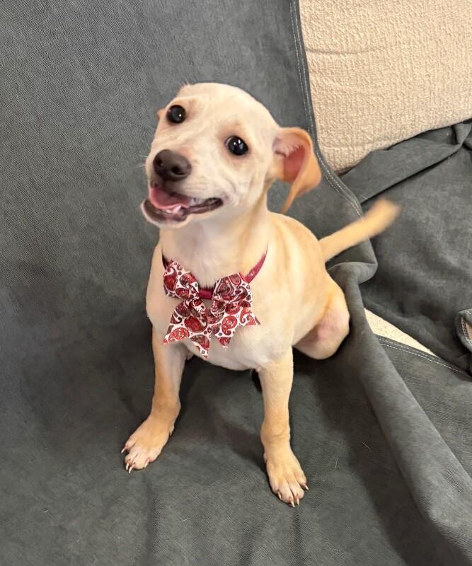 Enlarge Saint, a Adoptable mixed breed in Van Nuys, CA image 6/6