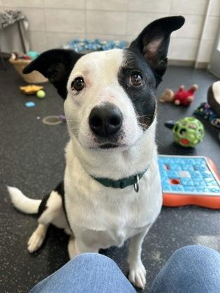 Snoopy, Adoptable, Adult Male Labrador Retriever & Mixed Breed.