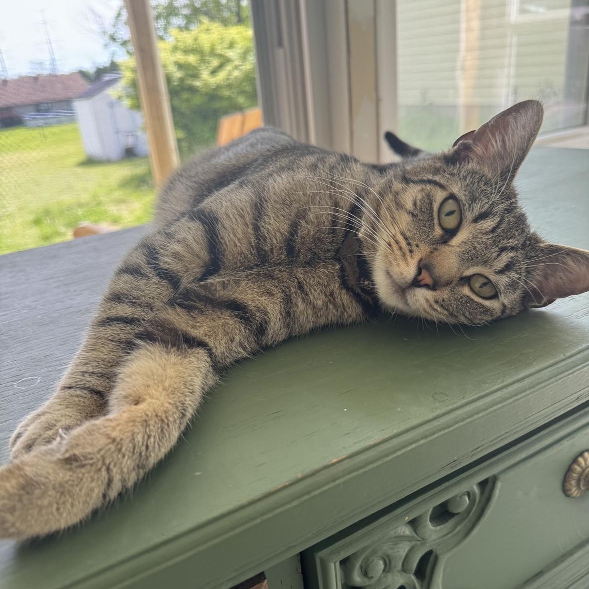 Fern (Courtesy Post), Adoptable, Young Male Domestic Short Hair.