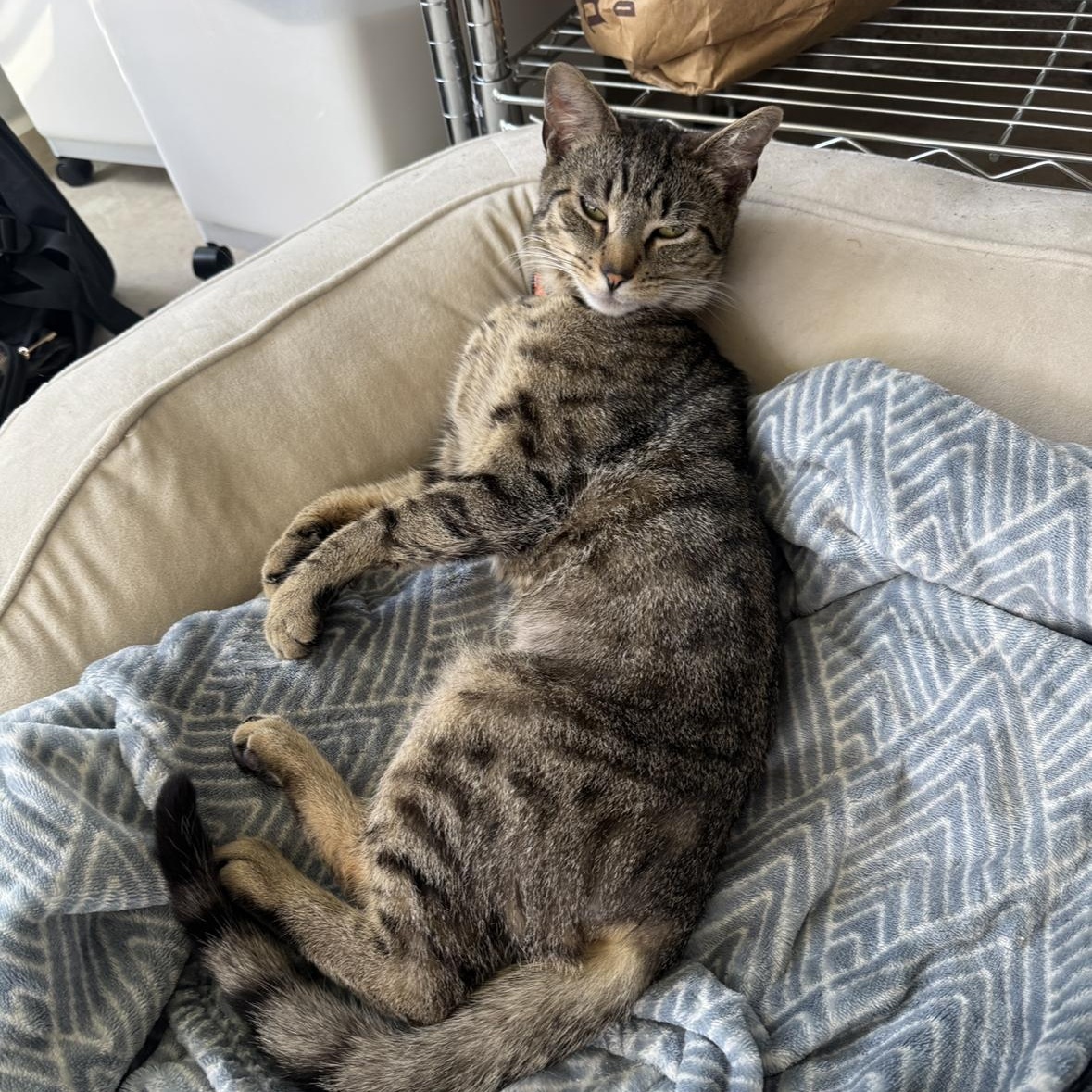 Fern (Courtesy Post), a Adoptable Domestic Short Hair in Oswego, NY image 2/3