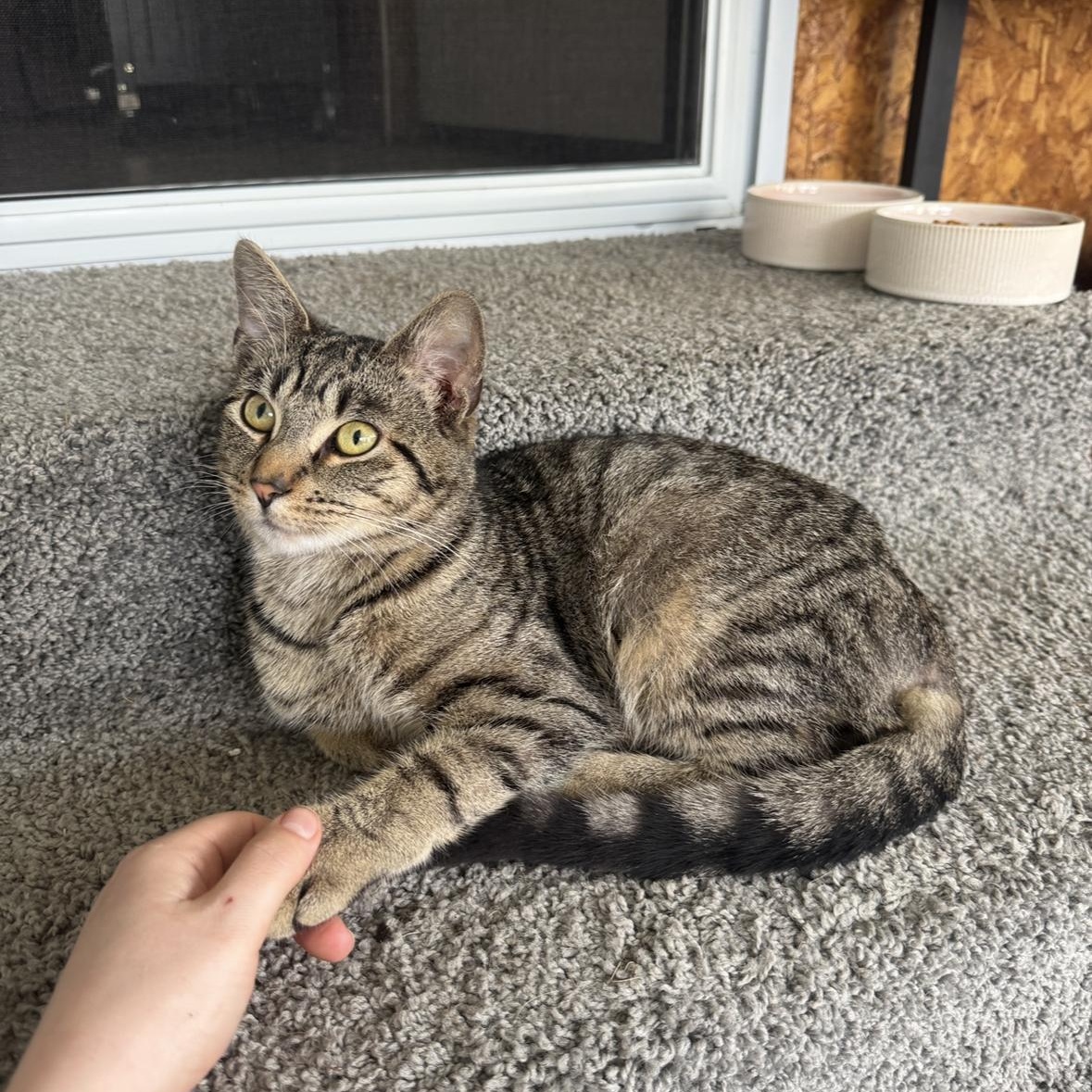 Fern (Courtesy Post), a Adoptable Domestic Short Hair in Oswego, NY image 3/3